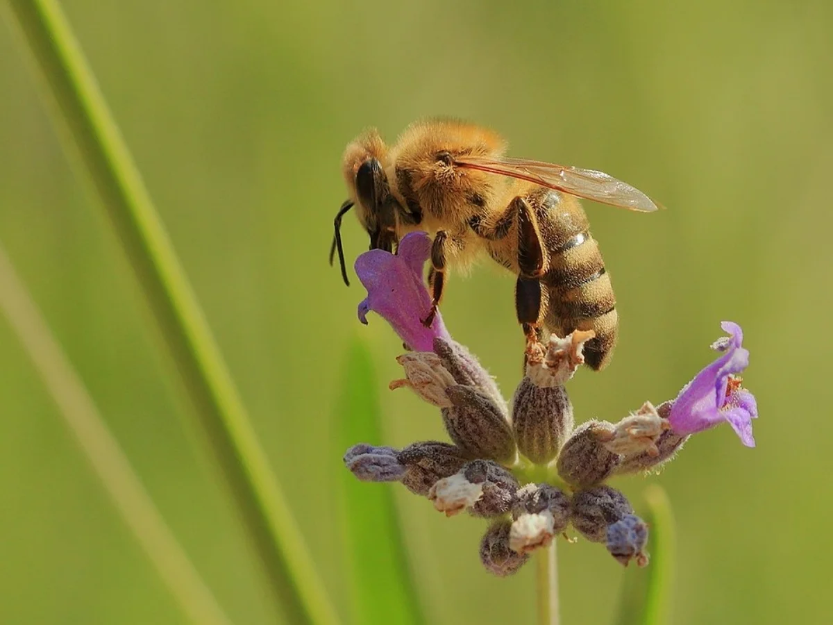 Photograph of a Western Honey Bee, Apis mellifera