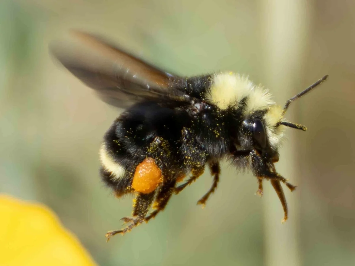 Photograph of a Yellow-faced Bumble Bee, Bombus vosnesenskii