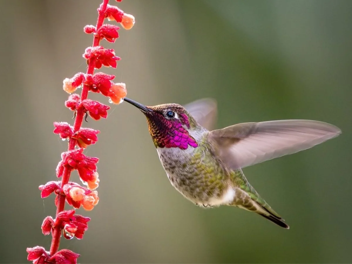 Photograph of a Anna’s Hummingbird, Calypte anna