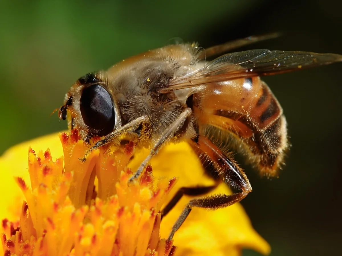 Photograph of a Hover Fly, Eristalis tenax