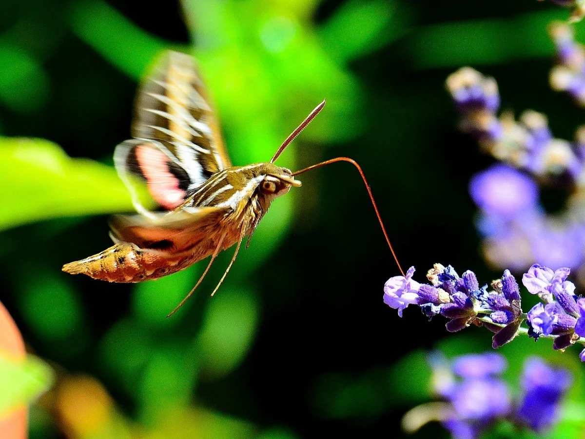 Photograph of a White-lined Sphinx Moth, Hyles lineata