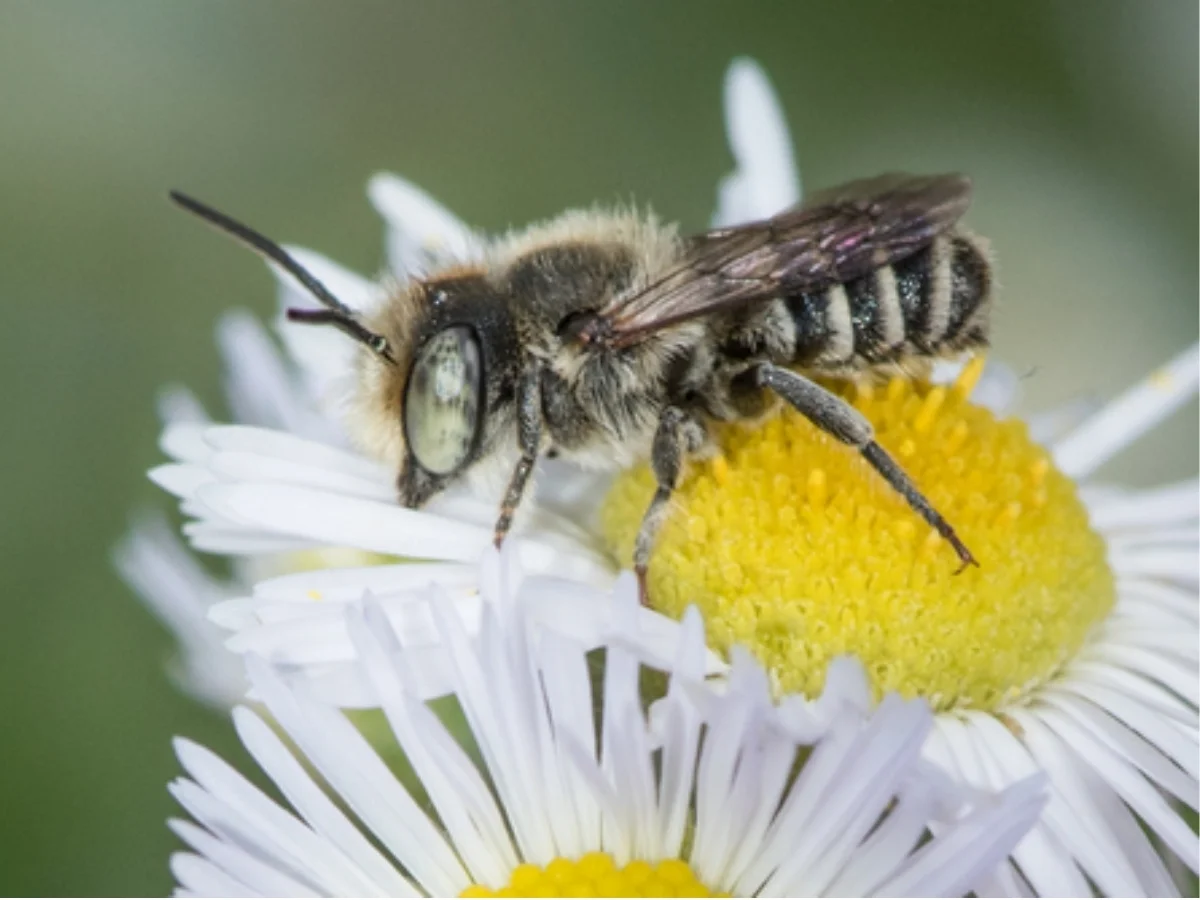 Photograph of a Alfalfa Leafcutter Bee, Megachile rotundata