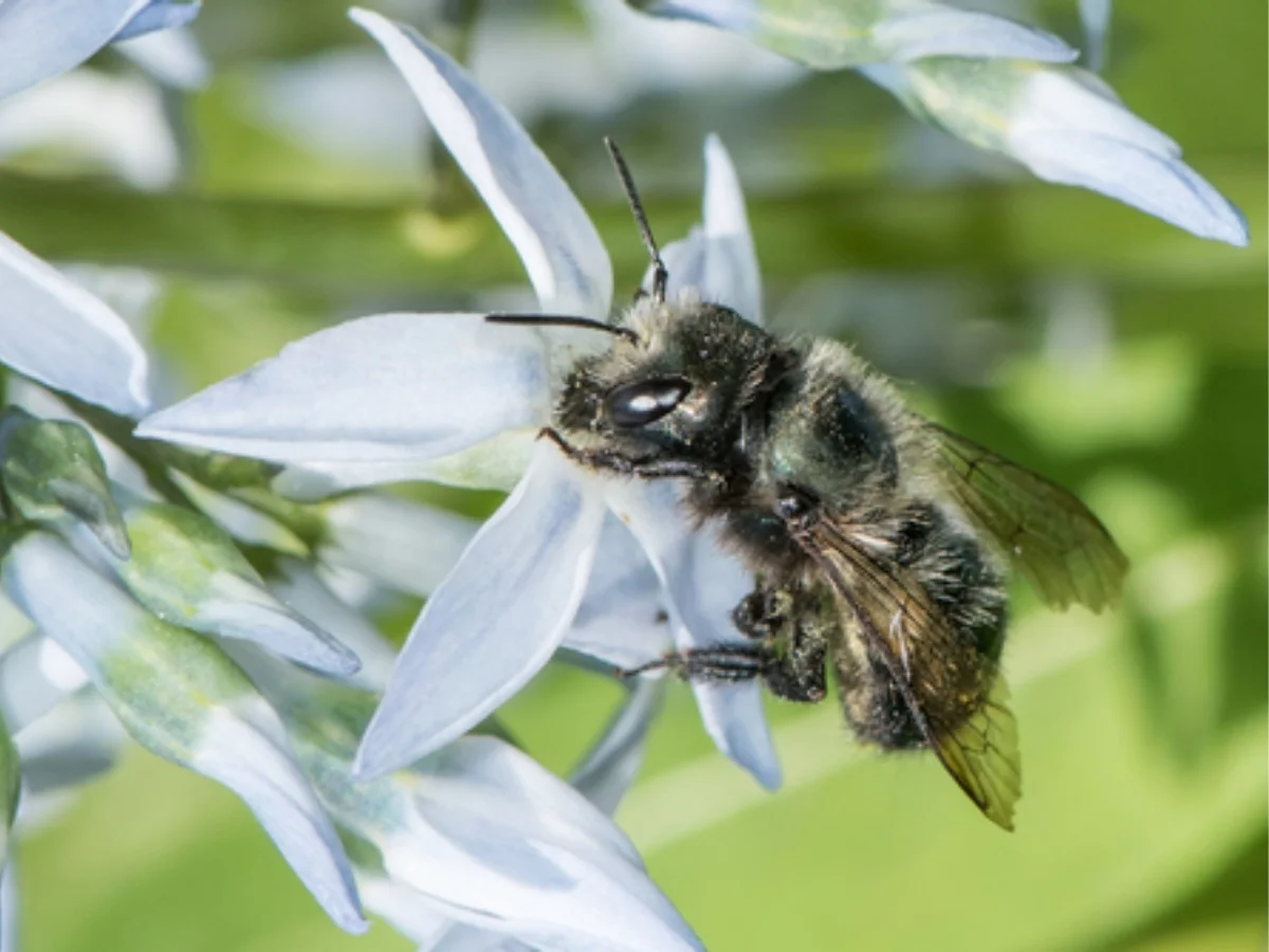 Photograph of a Blue Orchard Mason Bee, Osmia lignaria