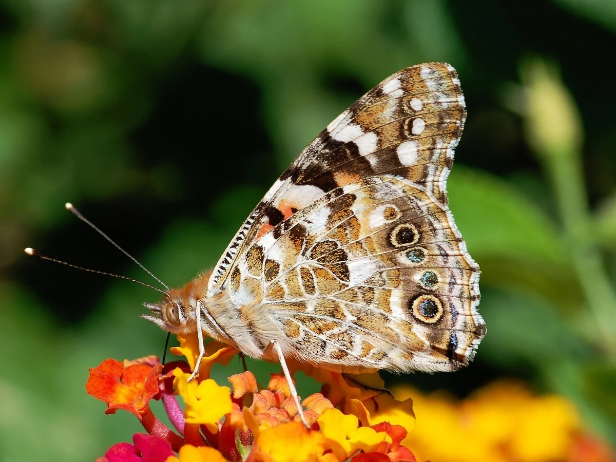 Photograph of a Painted Lady, Vanessa cardui